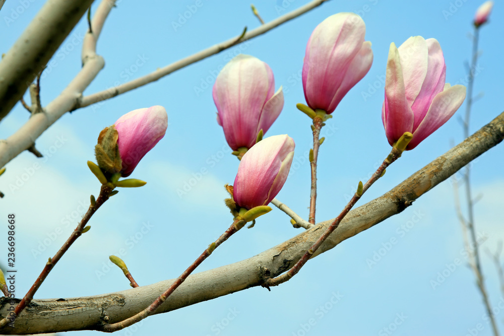 Magnolia denudata in the sky Magnolia denudata in the sky