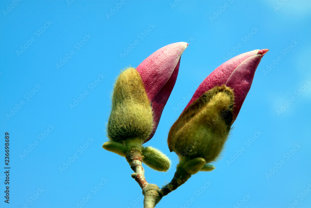 Fototapeta premium Magnolia denudata in the sky