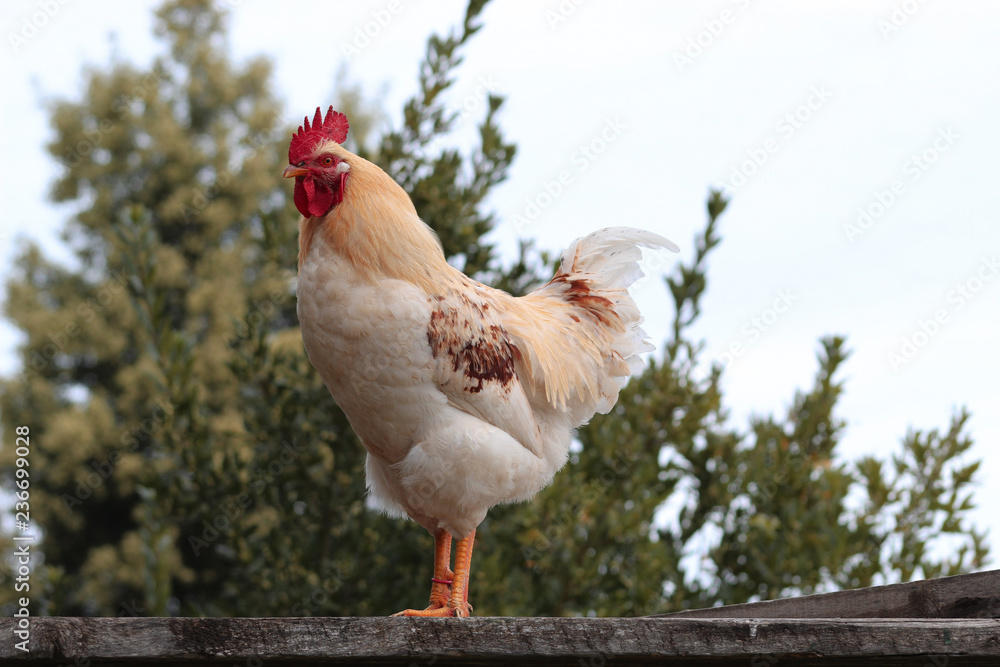 Fototapeta premium Rooster