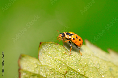 Ladybug © YuanGeng