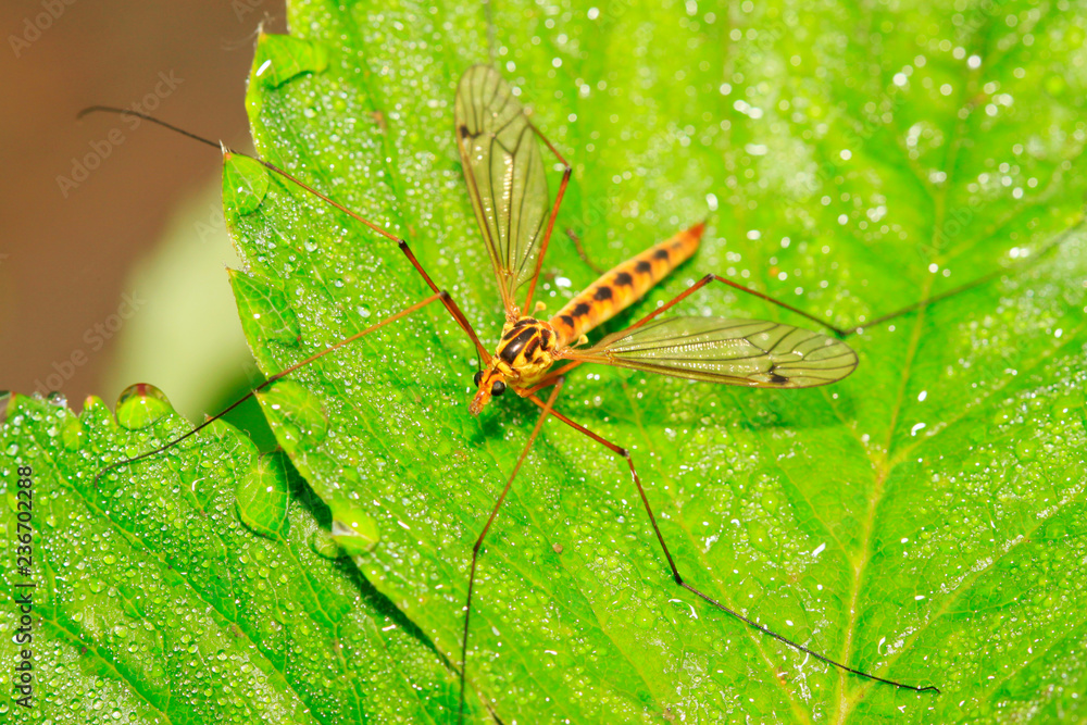 mosquitoes insects on green leaf mosquitoes insects on green leaf