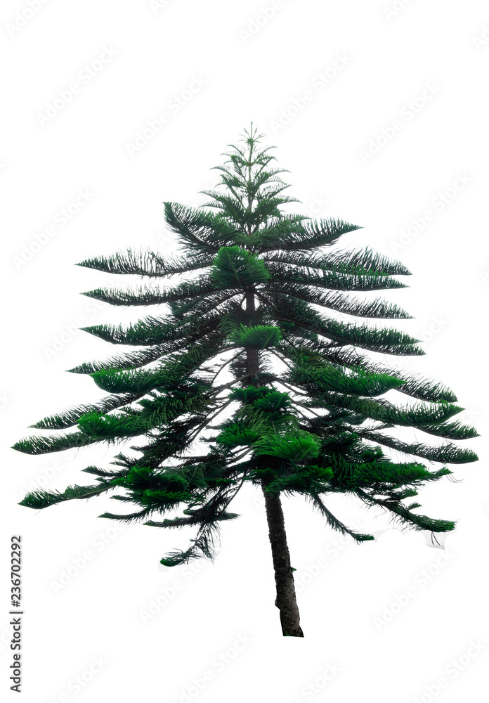 Obraz premium Christmas tree white background
