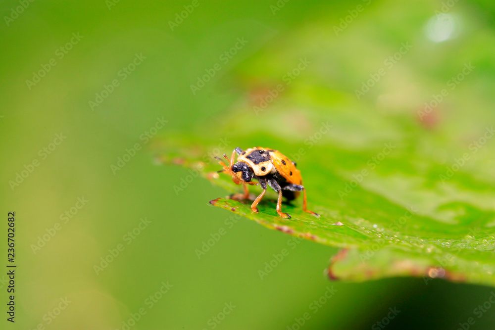 Ladybug Ladybug