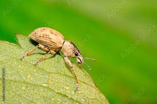 weevil, a kind of insect has a long nose