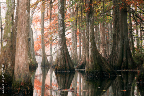 Beautiful bald cypress trees in autumn rusty-colored foliage and Nyssa aquatica water tupelo, their reflections in lake water. Chicot State Park, Louisiana, US photo