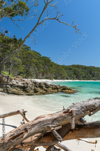 Stunning view of Murrays Beach  located within Booderee National Park in Jervis Bay Territory  a three hours drive south of Sydney  New South Wales  Australia. Driftwood tree log  crystal clear water.