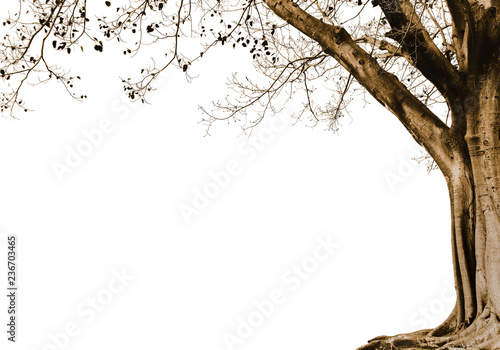 Trunk and branch of the tree silhouette on the white background. Copy space for your text or image.