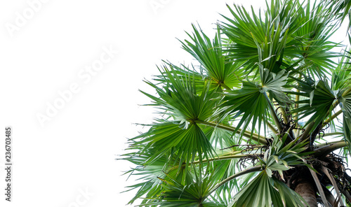 leaves palm trees (Livistona Rotundifolia or fan palm.) isolated on white background. Copy space for your text or image. © Pongsak