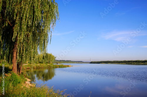 Fototapeta Naklejka Na Ścianę i Meble -  willow and water surface