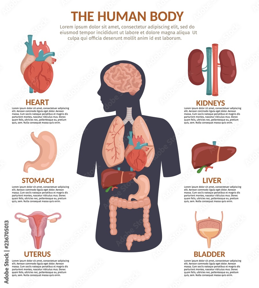 Infographics of human organs anatomy body cartoon vector illustration and  anatomy poster Stock Vector | Adobe Stock
