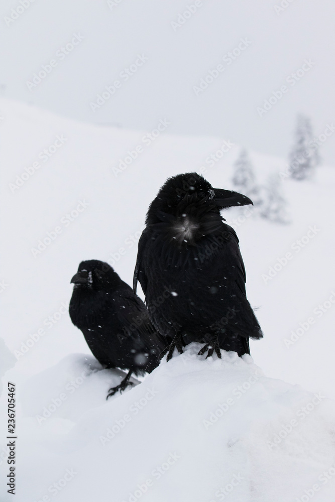 pair of ravens in the windy cold and snow pair of ravens in the windy cold and snow