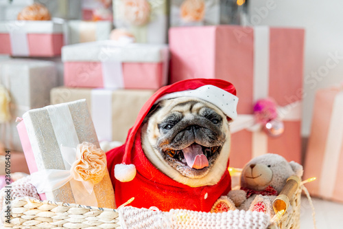 pug in santa costume sitting under christmas tree with gifts