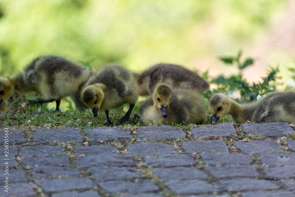 Young canadian geese