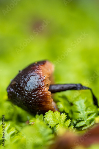 tiny brown mushroom dropped on damp green grassy ground