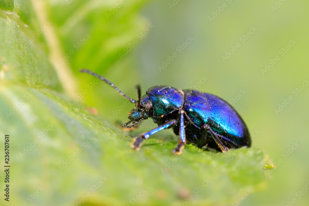 Naklejka premium beetle on green leaf