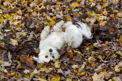 Cute small white dog rolling in mud and fall leaves