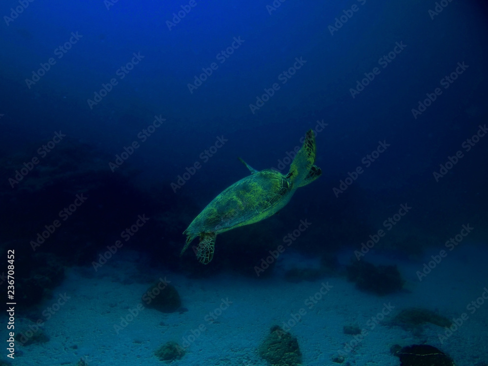 The beauty of underwater word in Sabah, Borneo. The beauty of underwater word in Sabah, Borneo.