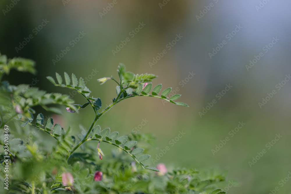 Fresh Green Chickpeas field , Chick peas also known as harbara or harbhara in hindi and Cicer is scientific name, Fresh Green Chickpeas field , Chick peas also known as harbara or harbhara in hindi and Cicer is scientific name,