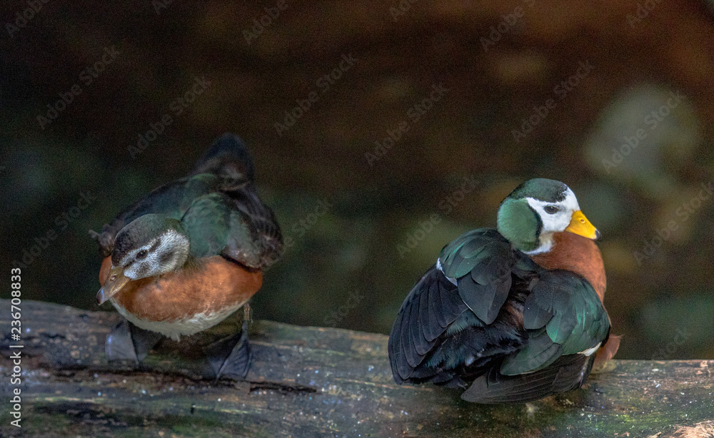 Green, White, and Orange Plumage on a Pair of Pygmy Geese on a Branch