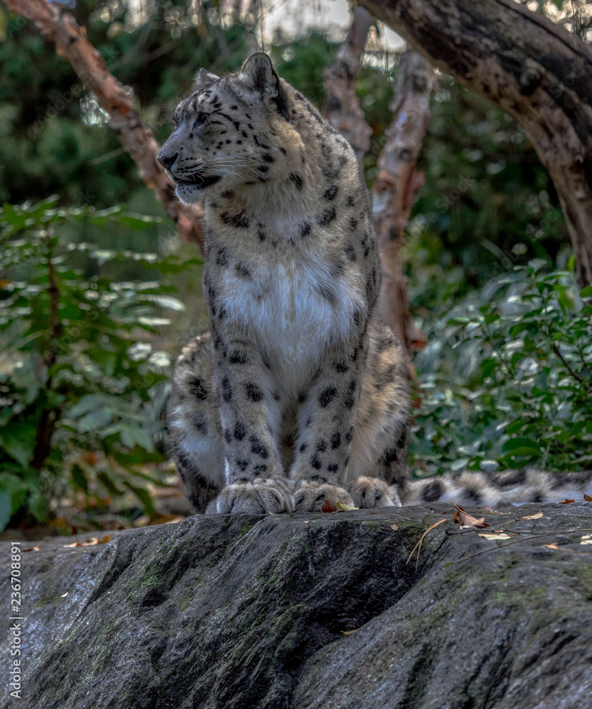Iconic Spots on a Snow Leopard  in a Field