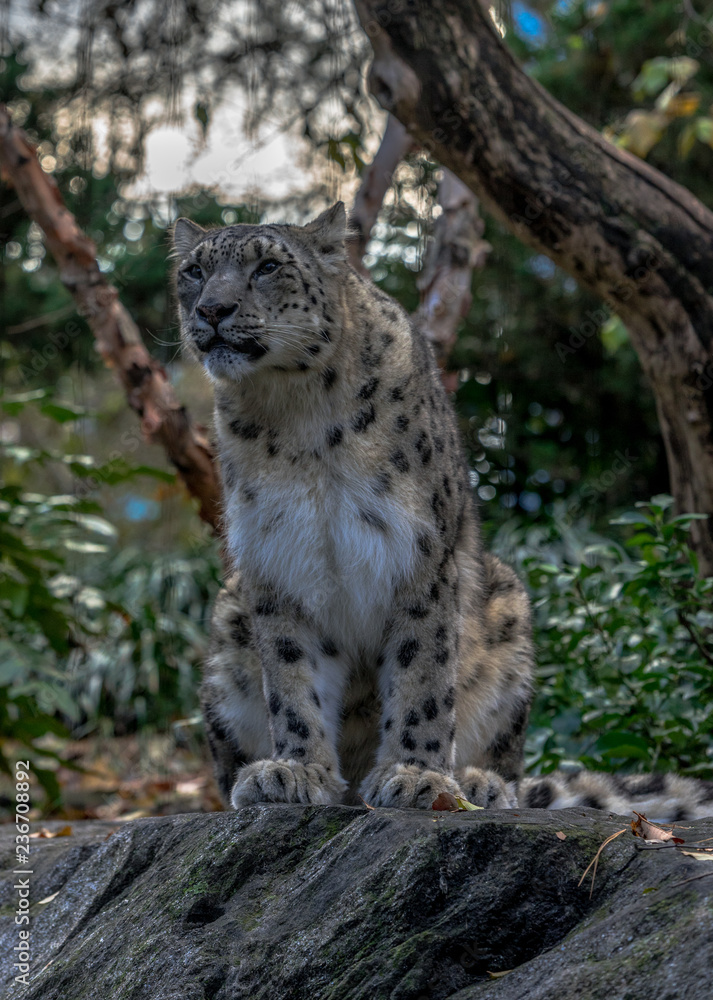 Iconic Spots on a Snow Leopard in a Field Iconic Spots on a Snow Leopard in a Field