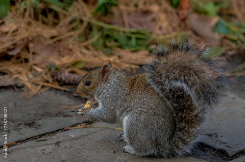 Earth Toned Fur on a Cute Grey Squirrel Foraging on the Ground