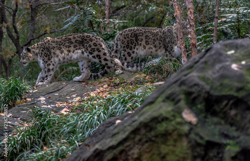 Iconic Spots on a Pair of Snow Leopards in a Field © dan