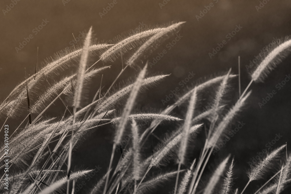 Beautiful flower(black and white) lawn grass sunset sunshine Beautiful flower(black and white) lawn grass sunset sunshine
