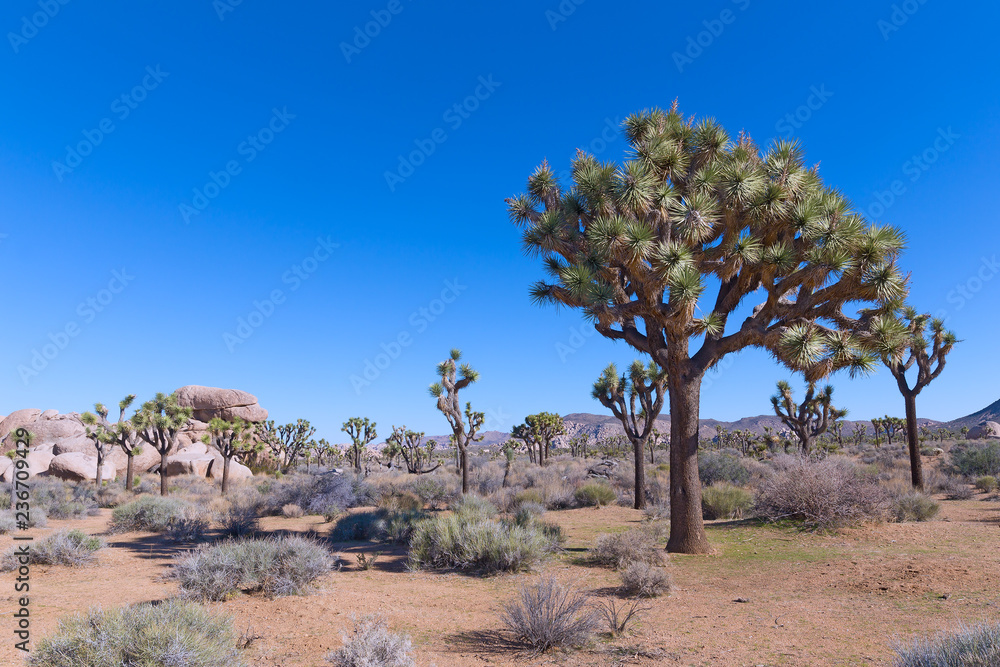 Beautiful bristled tree in desert plains of Joshua Tree National Park, California USA. Rock formations and mountain chain in the desert valley with sparsely dotted with Joshua trees. Beautiful bristled tree in desert plains of Joshua Tree National Park, California USA. Rock formations and mountain chain in the desert valley with sparsely dotted with Joshua trees.