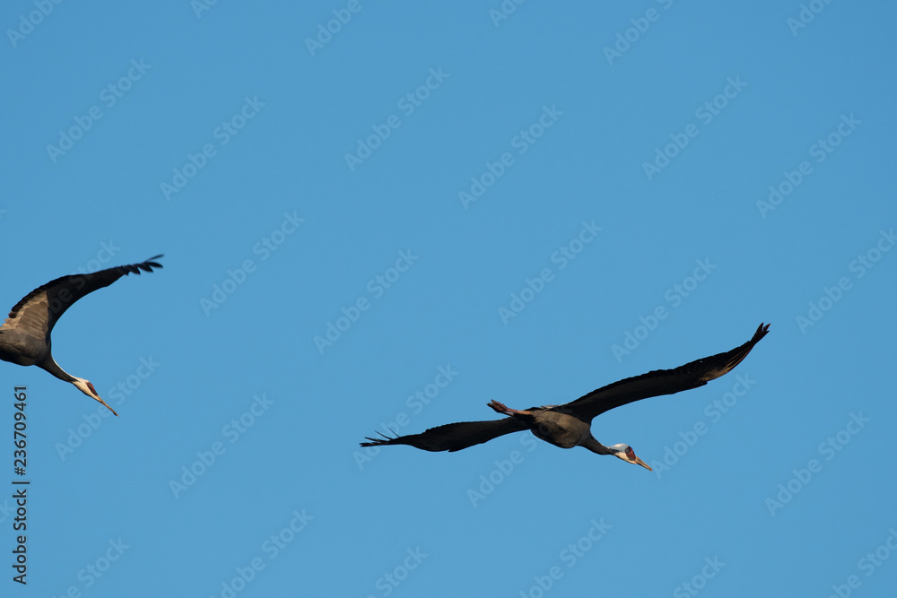 White-naped cranes flying in Izumi city, Kagoshima prerecture, Japan. White-naped cranes flying in Izumi city, Kagoshima prerecture, Japan.