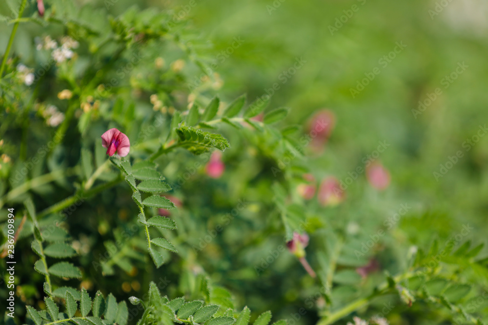 Fresh Green Chickpeas field , Chick peas also known as harbara or harbhara in hindi and Cicer is scientific name,