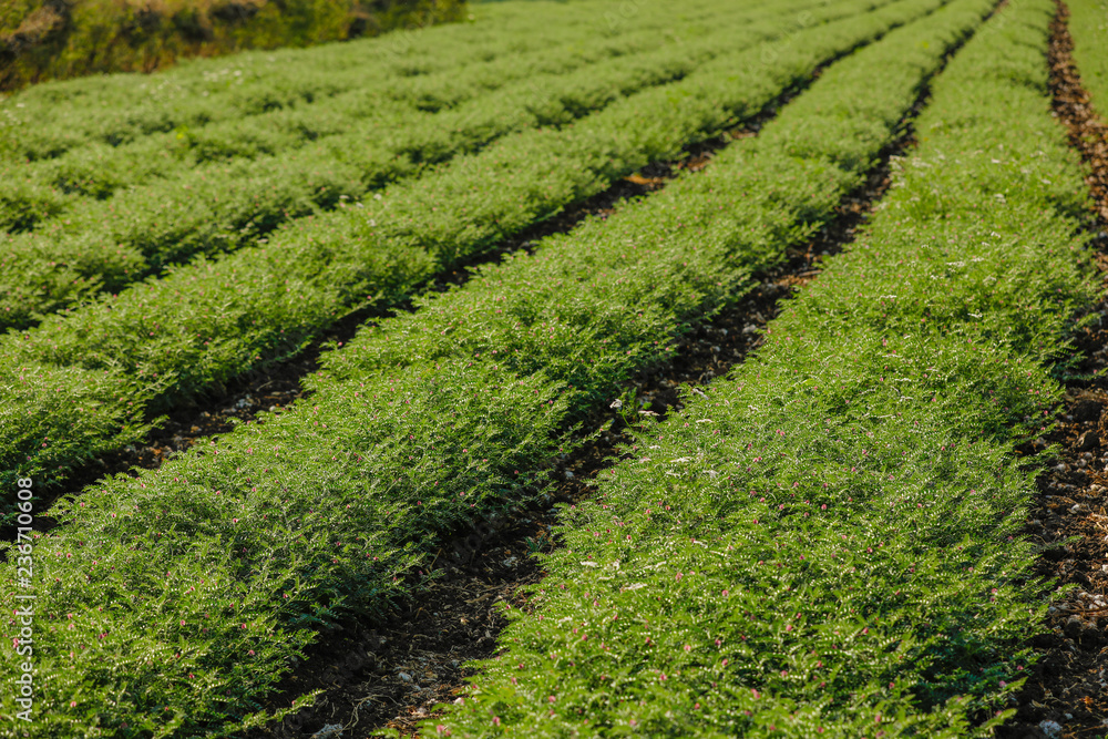 Fresh Green Chickpeas field , Chick peas also known as harbara or harbhara in hindi and Cicer is scientific name,