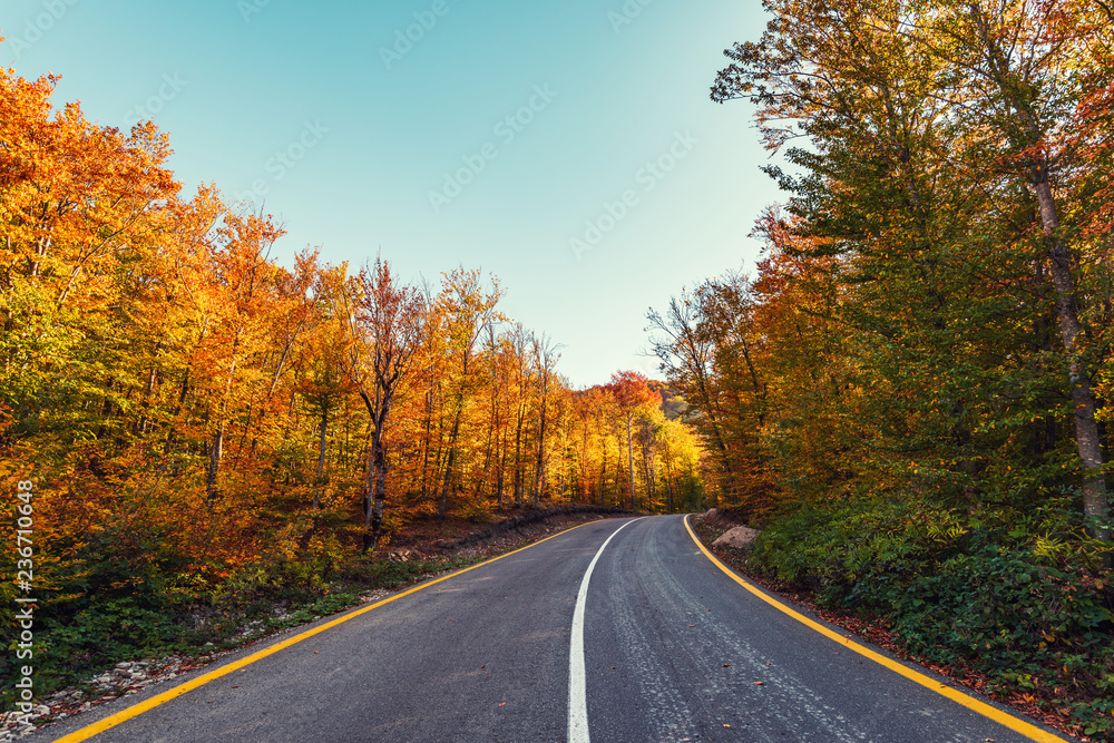 Fototapeta premium Winding road in the colorful autumn mountain forest