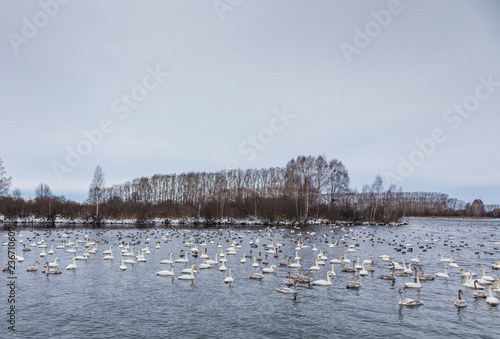wild swans winter on the warm Svetloye lake near the village of Urozhaynoe, Altai, Russia photo