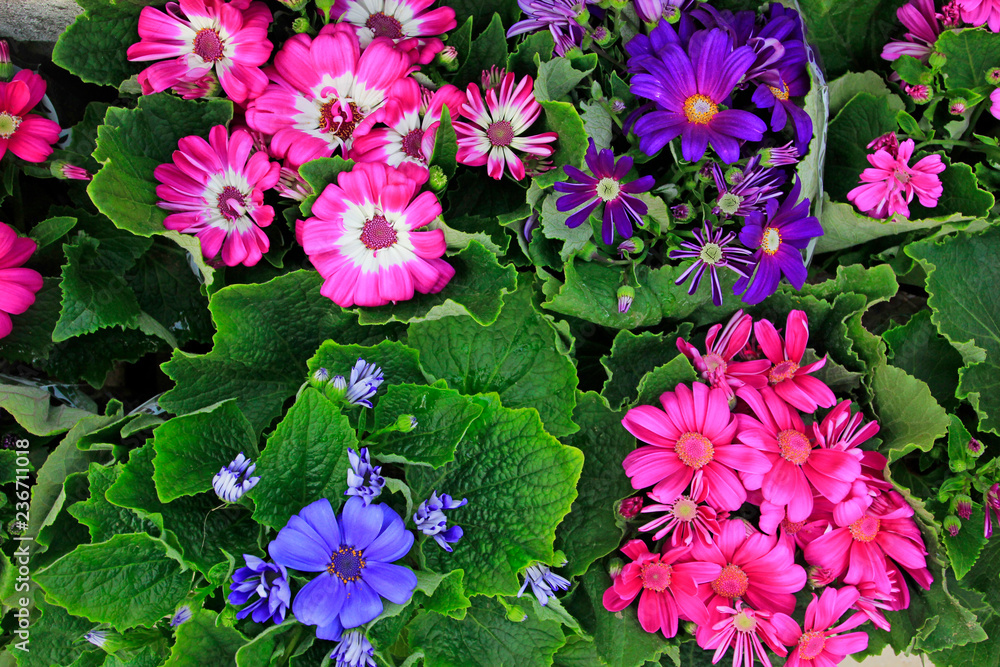 Color cineraria Color cineraria