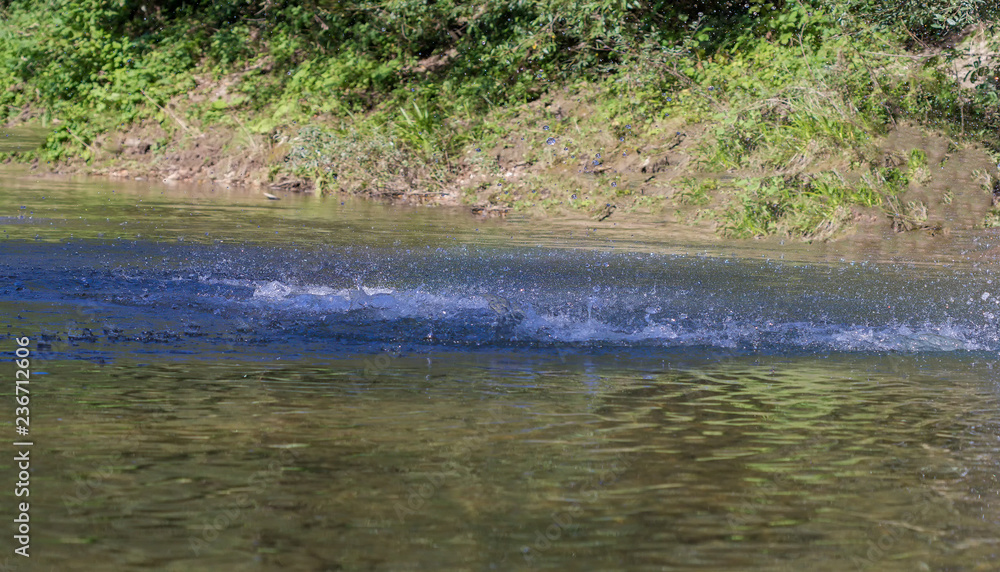 Water splash games in stones.