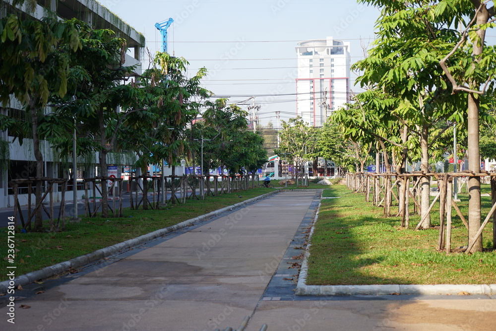 Naklejka premium Palms are wood in perennials.