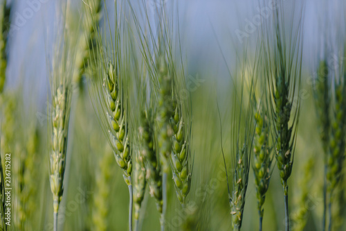 Tableau sur toile Green wheat farm india