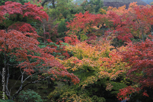 箱根美術館　紅葉