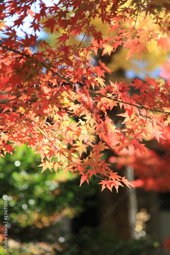秋の紅葉 秋の紅葉