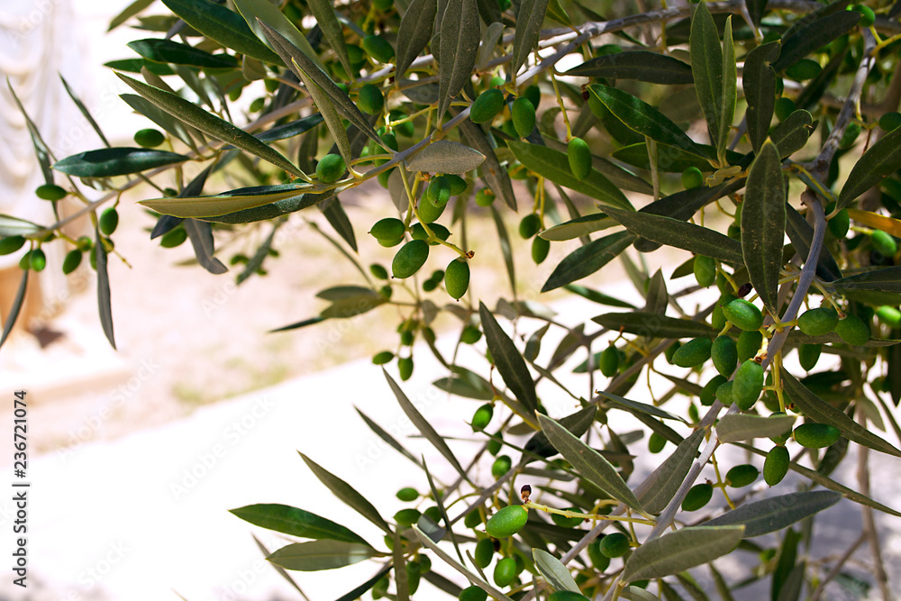 The fruit of the olive tree. The olive branch