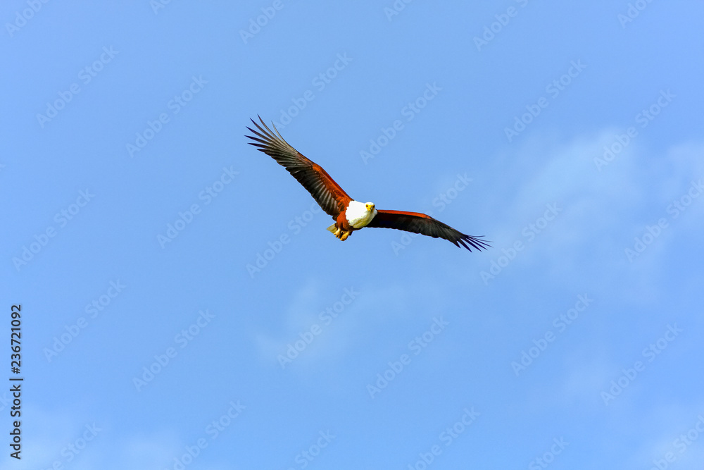 Flying eagle angler above Naivasha lake. Kenya, Africa (Rev.2) Flying eagle angler above Naivasha lake. Kenya, Africa (Rev.2)