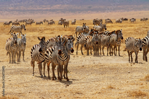 Zebra Herd Stare