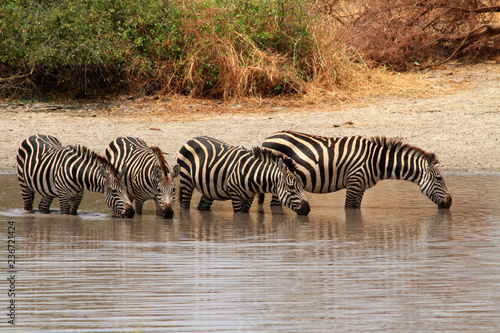 Zebras  Equus quagga  in watering hole