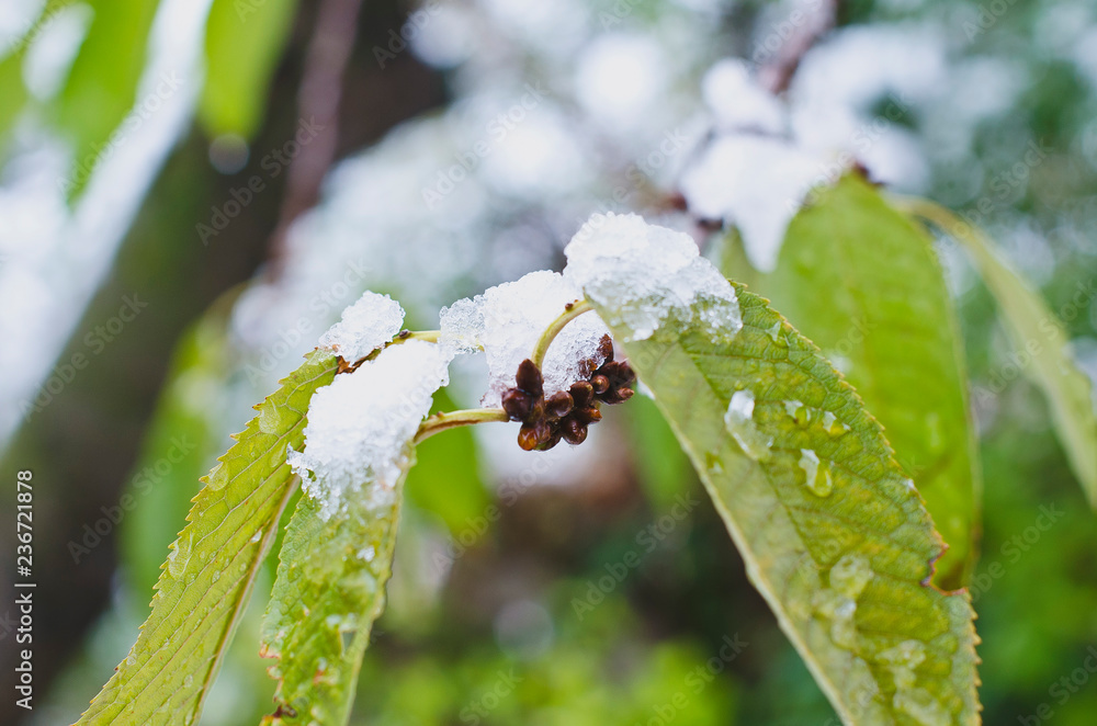 The close up of the green leaves and frozen sprouts on the trees in the park under the cold season. 