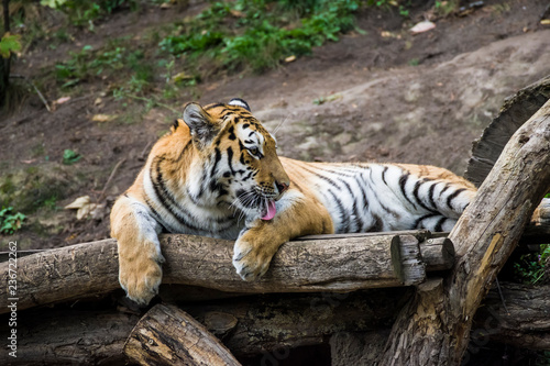 Portrait of a tiger lying on a tree.