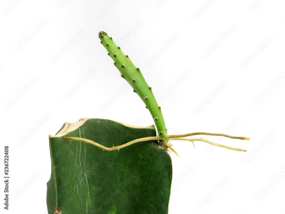 Naklejka premium young sprout with roots on old green cactus, a new succulent is born