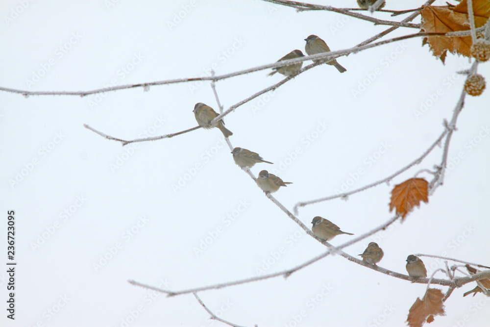 sparrow in the branches, closeup of photo sparrow in the branches, closeup of photo