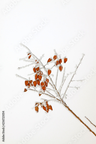 Goldenrain tree dried flowers in the snow