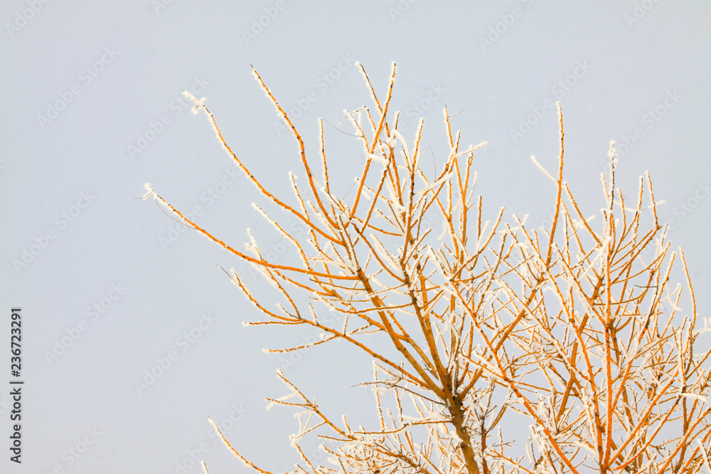 tree branches in the sky background tree branches in the sky background